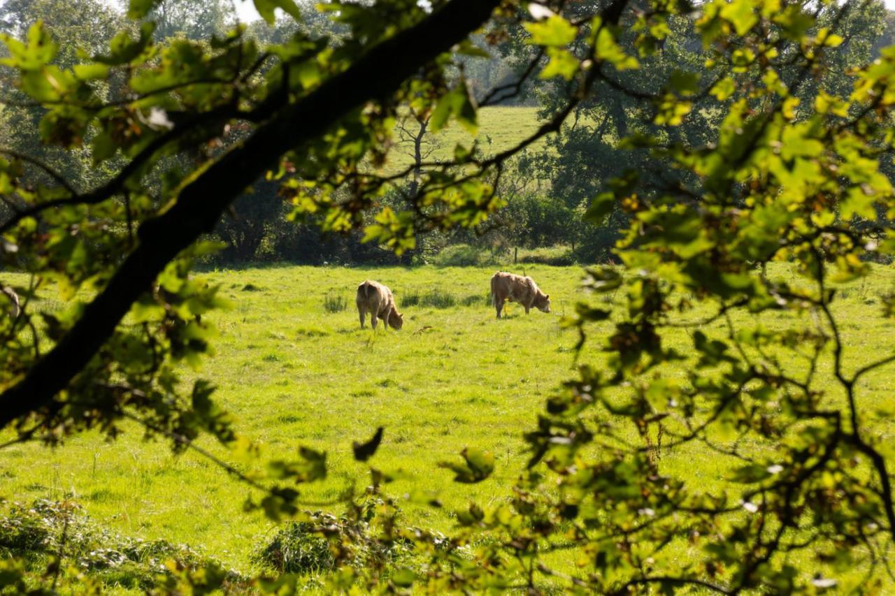 Millbrae Lodges Belfast Eksteriør billede